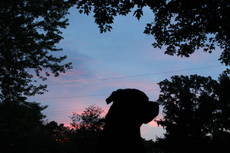 Entry image for Coco. Clicking this image will show a larger photo