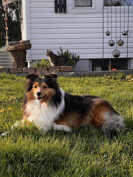 Entry image for Loki . Clicking this image will show a larger photo