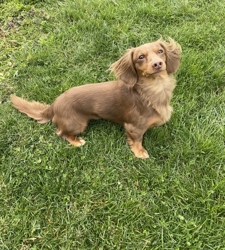 Entry image for Rufus. Clicking this image will show a larger photo