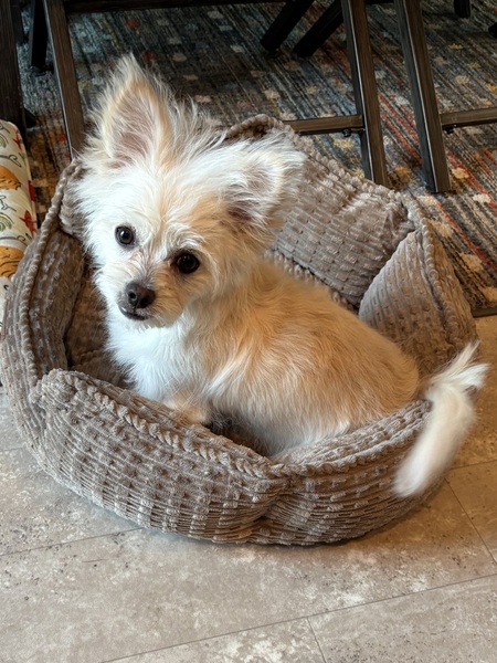Entry image for Sophia . Clicking this image will show a larger photo