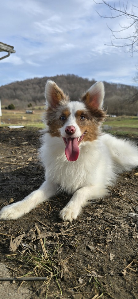 Entry image for Bodhi. Clicking this image will show a larger photo