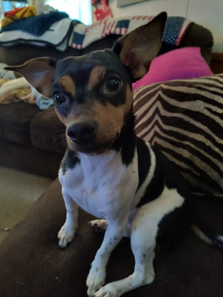 Entry image for Zara. Clicking this image will show a larger photo