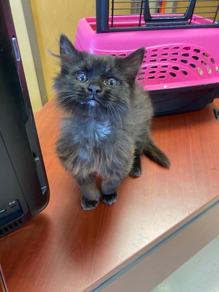 Entry image for Zuri. Clicking this image will show a larger photo