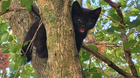 Entry image for Jamie Lee (scream queen). Clicking this image will show a larger photo