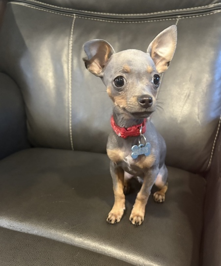 Entry image for Chance . Clicking this image will show a larger photo