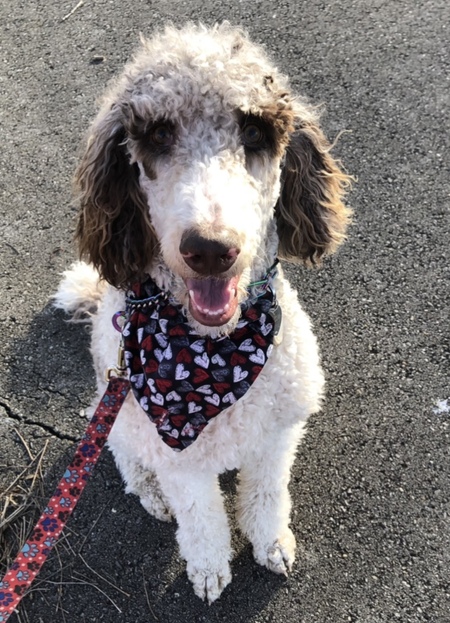 Entry image for Shadow . Clicking this image will show a larger photo