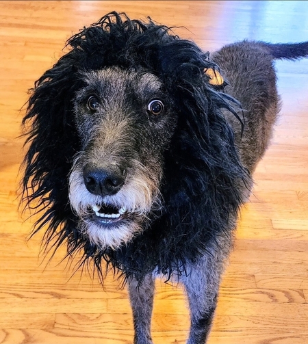 Entry image for Charlie . Clicking this image will show a larger photo