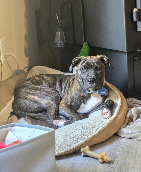 Entry image for Rexx. Clicking this image will show a larger photo