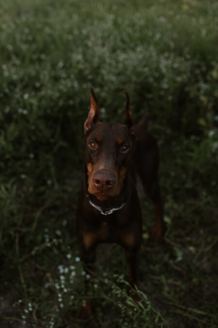 Entry image for Arson. Clicking this image will show a larger photo