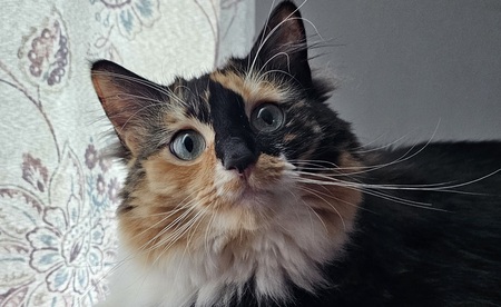 Entry image for Pixie. Clicking this image will show a larger photo