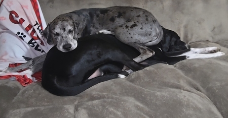 Entry image for Nala and Zeus. Clicking this image will show a larger photo