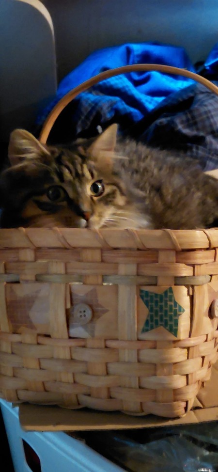 Entry image for Patches. Clicking this image will show a larger photo