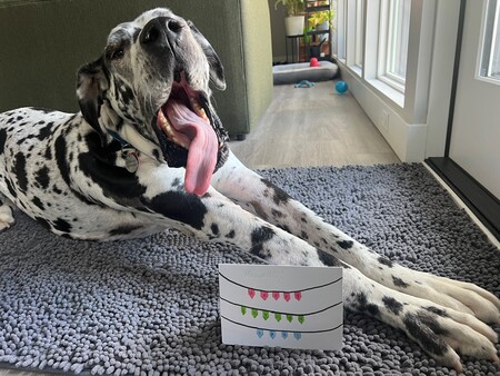 Entry image for MAxwell. Clicking this image will show a larger photo