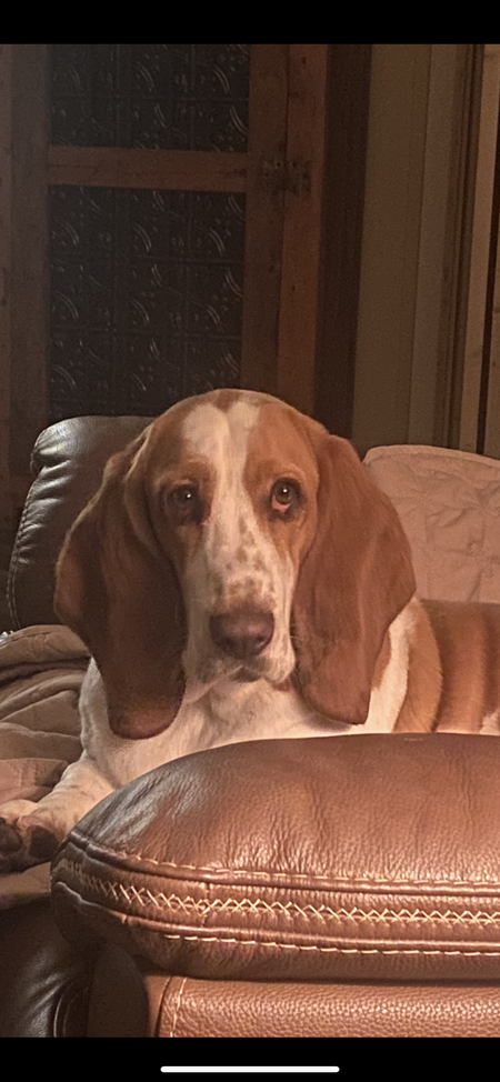 Entry image for Henri. Clicking this image will show a larger photo