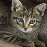 Entry image for Beans
