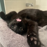 Entry image for Loki