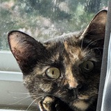 Entry image for Kiki