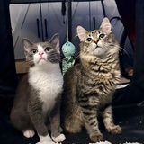 Entry image for Dino and Monty Lim