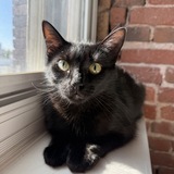Entry image for Pepper