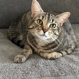 Entry image for Misty