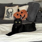 Entry image for Gigi