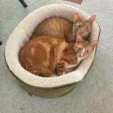 Entry image for Niles & Frasier Perri
