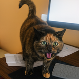 Entry image for Zoey