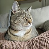 Entry image for Spicy Katt