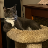 Entry image for Calvin