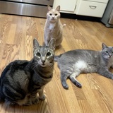 Entry image for Champ (Spunky) Joey and Bean