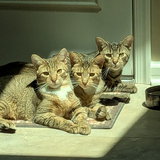 Entry image for Lion ,Tiger and Bear
