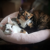 Entry image for Rhea and Nugget