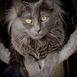 Entry image for Griffin