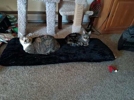 Entry image for Lollipop & Cleo . Clicking this image will show a larger photo