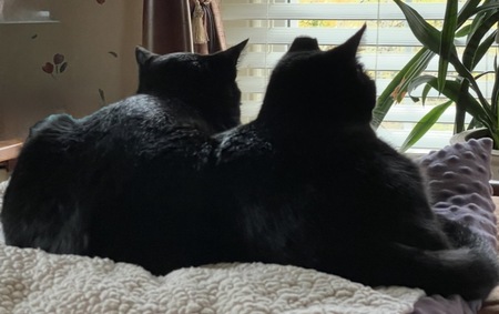 Entry image for In memorial to Jack and Finesse. Clicking this image will show a larger photo