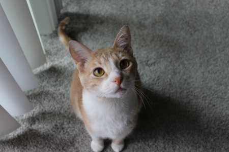 Entry image for Cyrus. Clicking this image will show a larger photo