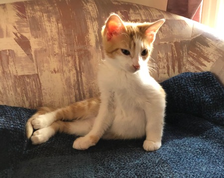 Entry image for Cooper. Clicking this image will show a larger photo