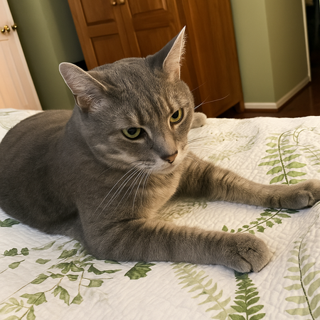 Entry image for Percy. Clicking this image will show a larger photo