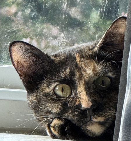 Entry image for Kiki. Clicking this image will show a larger photo