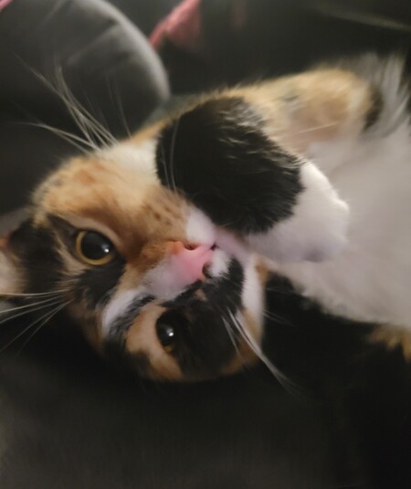 Entry image for Pumpkin aka Schwinn ❤️. Clicking this image will show a larger photo