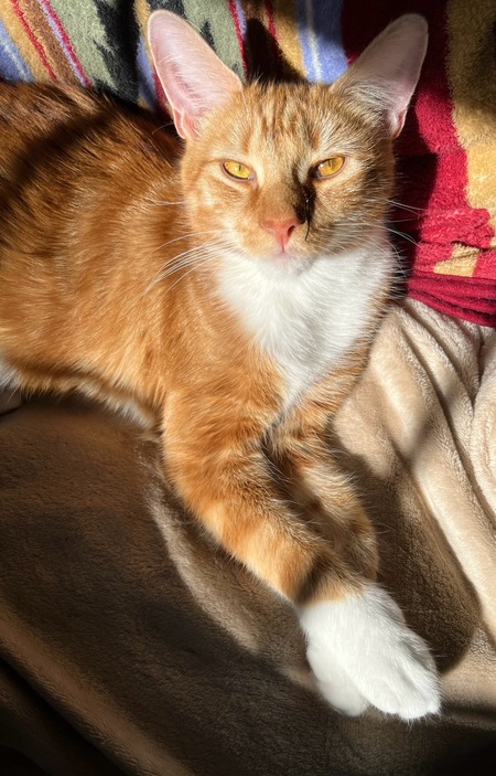 Entry image for Finley. Clicking this image will show a larger photo