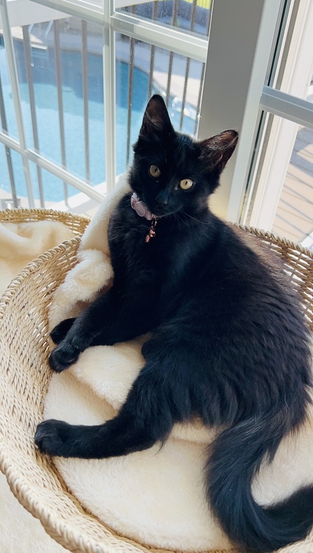 Entry image for Bonnie. Clicking this image will show a larger photo