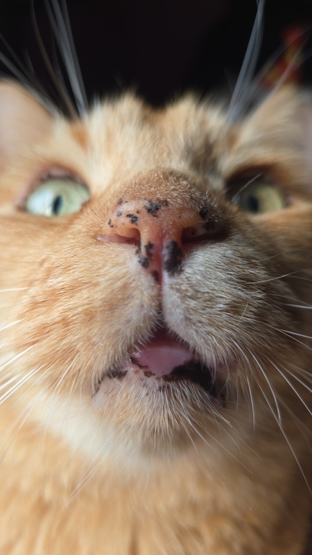 Entry image for Obi. Clicking this image will show a larger photo