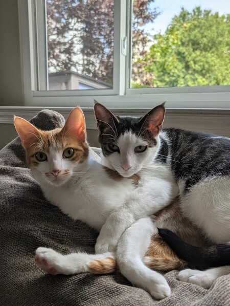 Entry image for Chip & Honey. Clicking this image will show a larger photo