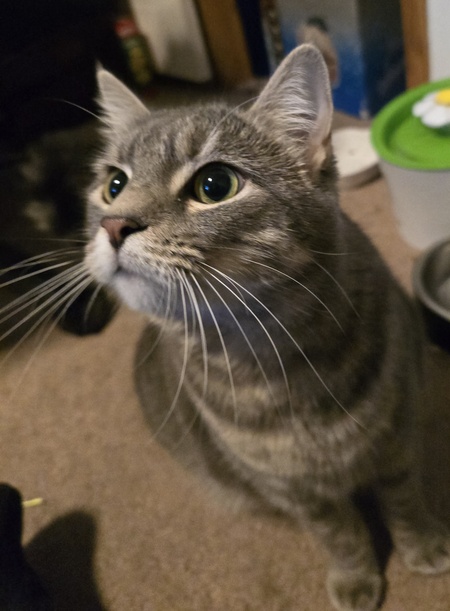 Entry image for Selkie. Clicking this image will show a larger photo