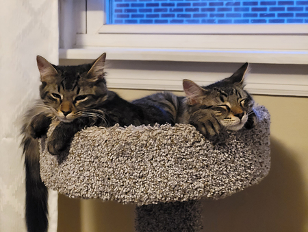 Entry image for Fred & George. Clicking this image will show a larger photo