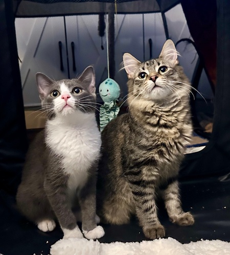 Entry image for Dino and Monty Lim. Clicking this image will show a larger photo