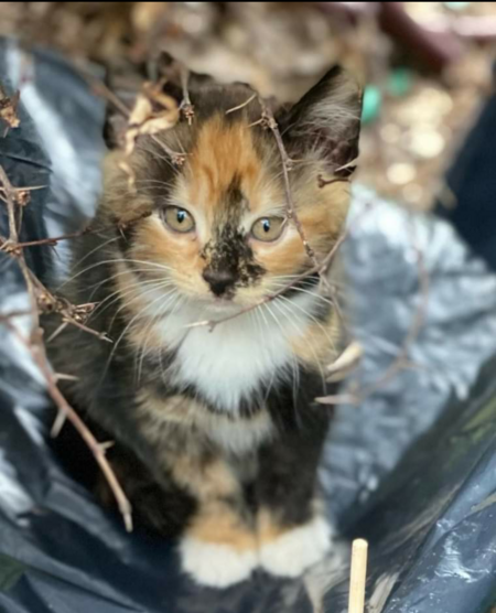 Entry image for Nugget. Clicking this image will show a larger photo