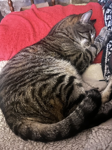 Entry image for Chestnut. Clicking this image will show a larger photo