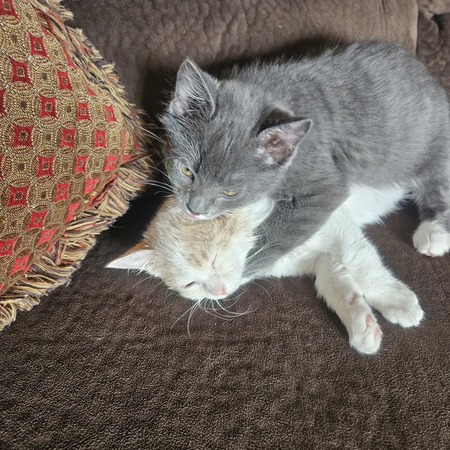 Entry image for Ash and Finn. Clicking this image will show a larger photo